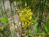 Yellow-Loosestrife; Swamp Candles (Lysimachia terrestris)