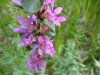 Purple Loosestrife; Spiked Loosestrife (Lythrum salicaria)