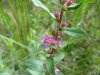 Purple Loosestrife; Spiked Loosestrife (Lythrum salicaria)