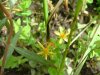 Pale St John's-Wort (Hypericum ellipticum)
