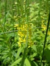 Yellow-Loosestrife; Swamp Candles (Lysimachia terrestris)
