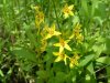 Yellow-Loosestrife; Swamp Candles (Lysimachia terrestris)