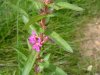 Winged Loosestrife (Lythrum alatum)