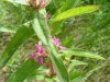 Winged Loosestrife (Lythrum alatum)