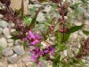 Winged Loosestrife (Lythrum alatum)