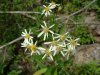 Panicled Aster; Tall White Aster (Symphyotrichum lanceolatum) (formerly called Aster lanceolatus)