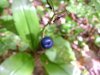Blue-Bead Lily; Yellow Clintonia (Clintonia borealis)