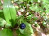 Blue-Bead Lily; Yellow Clintonia (Clintonia borealis)