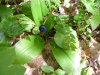 Blue-Bead Lily; Yellow Clintonia (Clintonia borealis)
