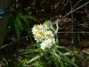 Pearly Everlasting (Anaphalis margaritacea)