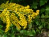 Canadian Goldenrod (Solidago canadensis)