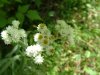 Pearly Everlasting (Anaphalis margaritacea)