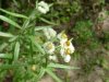 Pearly Everlasting (Anaphalis margaritacea)