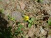 Possible type of Cinquefoil?