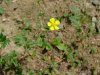 Possible type of Cinquefoil?