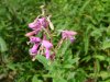 Common Fireweed; Blooming Sally (Epilobium angustfolium)