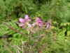 Common Fireweed; Blooming Sally (Epilobium angustfolium)