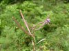 Common Fireweed; Blooming Sally (Epilobium angustfolium)