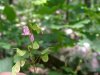Canadian Tick-Trefoil; Showy Tick-Trefoil (Desmodium canadense)