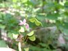 Canadian Tick-Trefoil; Showy Tick-Trefoil (Desmodium canadense)