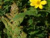 Rough Woodland Sunflower; Woodland Sunflower (Helianthus divaricatus)