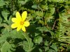Rough Woodland Sunflower; Woodland Sunflower (Helianthus divaricatus)
