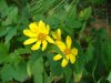 Rough Woodland Sunflower; Woodland Sunflower (Helianthus divaricatus)
