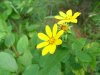 Rough Woodland Sunflower; Woodland Sunflower (Helianthus divaricatus)