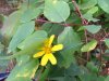 Rough Woodland Sunflower; Woodland Sunflower (Helianthus divaricatus)