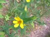 Rough Woodland Sunflower; Woodland Sunflower (Helianthus divaricatus)