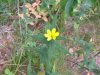 Rough Woodland Sunflower; Woodland Sunflower (Helianthus divaricatus)