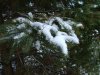 Snow on pine tree