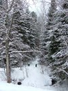Snow covered path to Cedar Park