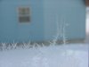 Window winter ice-crystal growth as fern and tree motifs