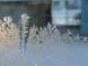 Window winter ice-crystal growth as fern and tree motifs