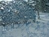 Window winter ice-crystal growth as fern and tree motifs