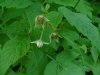 Wild Red Raspberry (Rubis idaeus ssp. melanolasius)