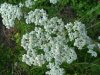 Common Yarrow (Achillea millefolium)