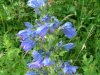 Viper's Bugloss; Blueweed (Echium vulgare)