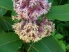 Common Milkweed (Asclepias syriaca)