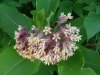 Common Milkweed (Asclepias syriaca)