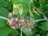 Common Milkweed (Asclepias syriaca)