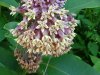 Common Milkweed (Asclepias syriaca)