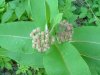 Common Milkweed (Asclepias syriaca)