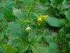 Large-leaved Avens (Geum macrophyllum)