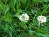 White Clover; Dutch Clover (Trifolium repens)