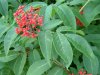 Red berries