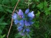 Viper's Bugloss; Blueweed (Echium vulgare)