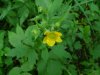 Large-leaved Avens (Geum macrophyllum)