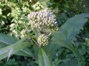 Spotted Joe-Pye Weed (Eupatorium maculatum)